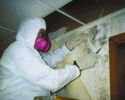 mold-certification-2