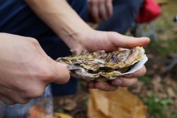 raw oysters