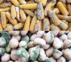 aflatoxins-food-safety