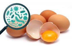 egg-food-illness-salmonella